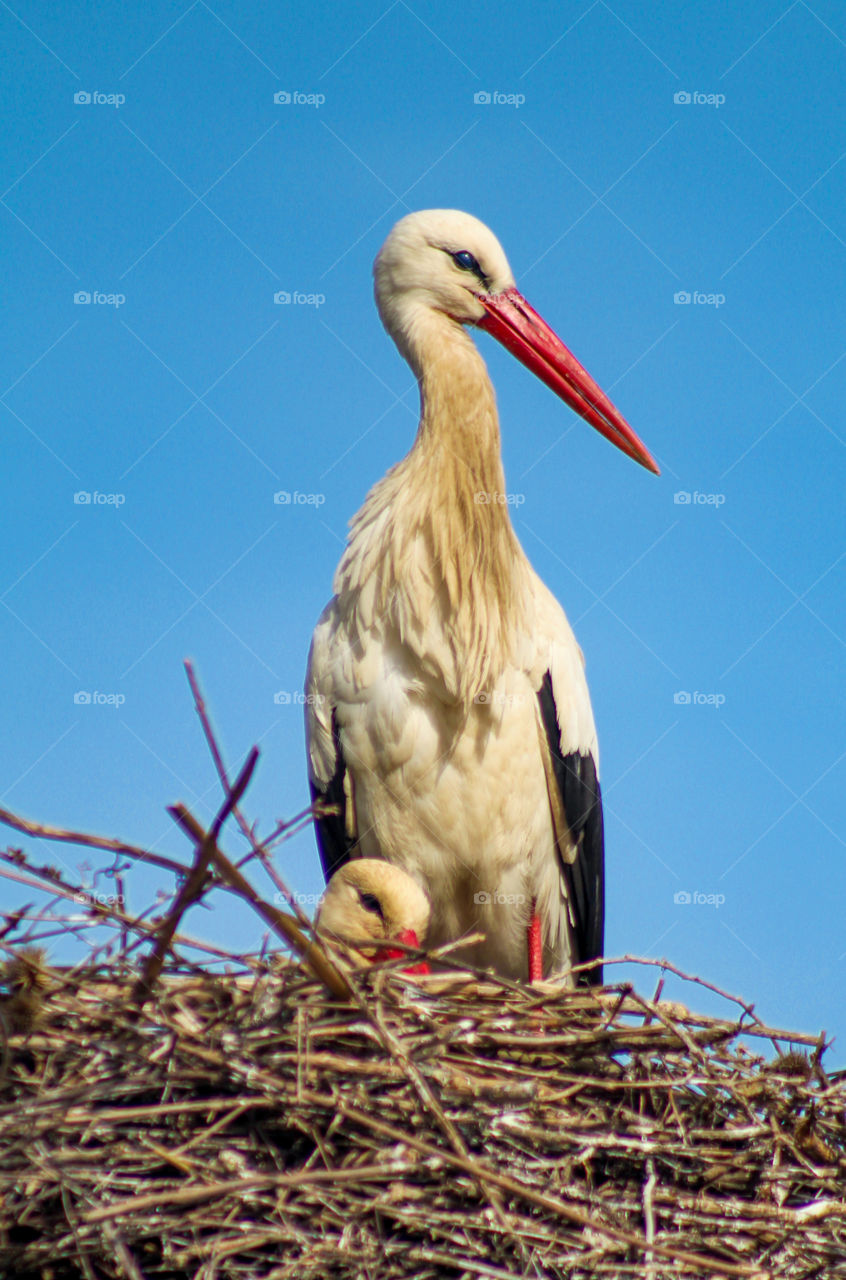 Storks birds