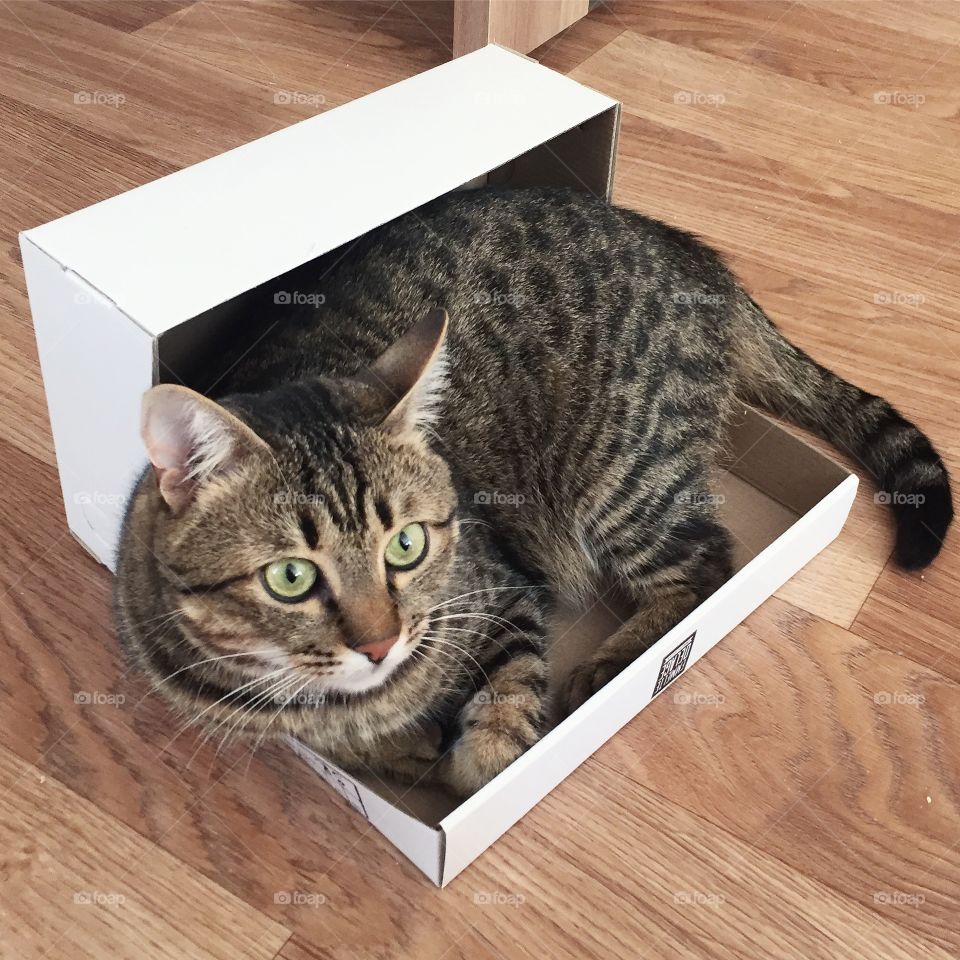 Portrait of cute cat in the box. Beautiful cat