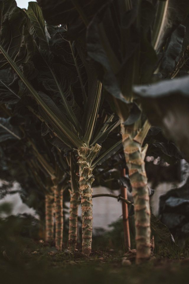 Gardening