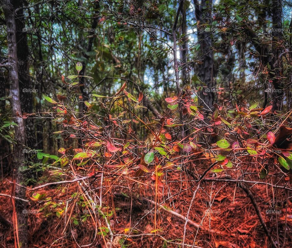 The Fall colors springing out of the hillside.