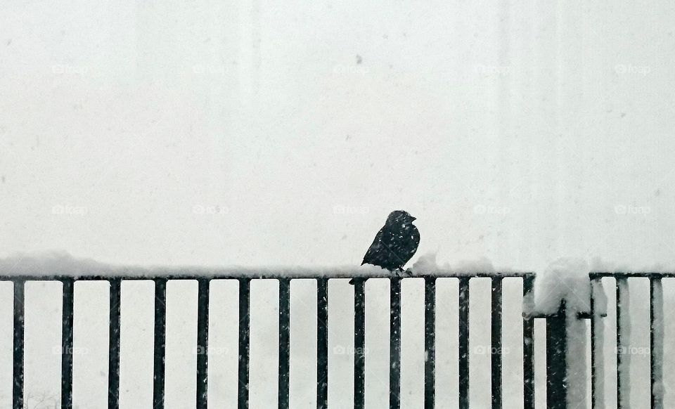 Bird perching on railing railing