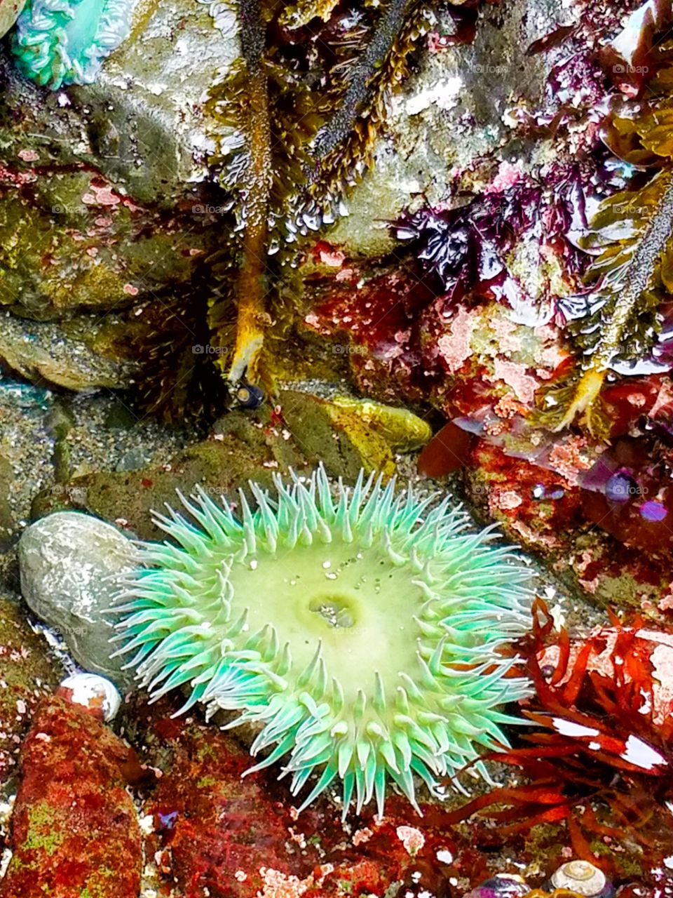 tide pool