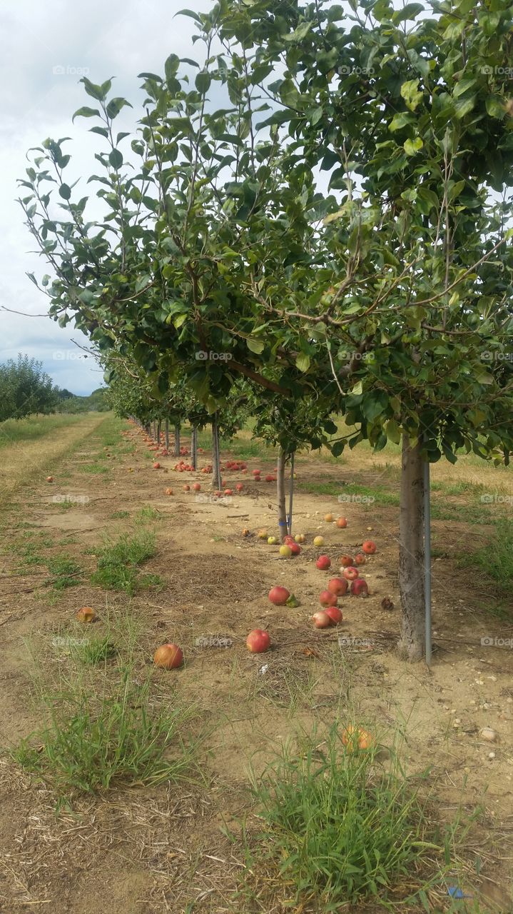 Apple picking , apple field , trees, apples, sky 