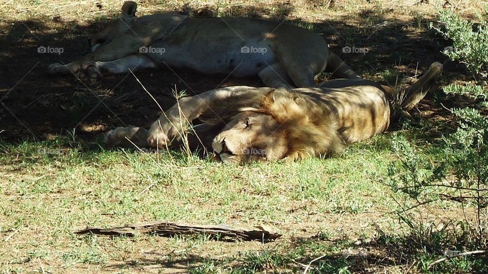 Lion and Lioness relaxing in the shade