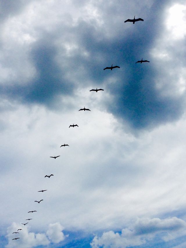 Pelicans