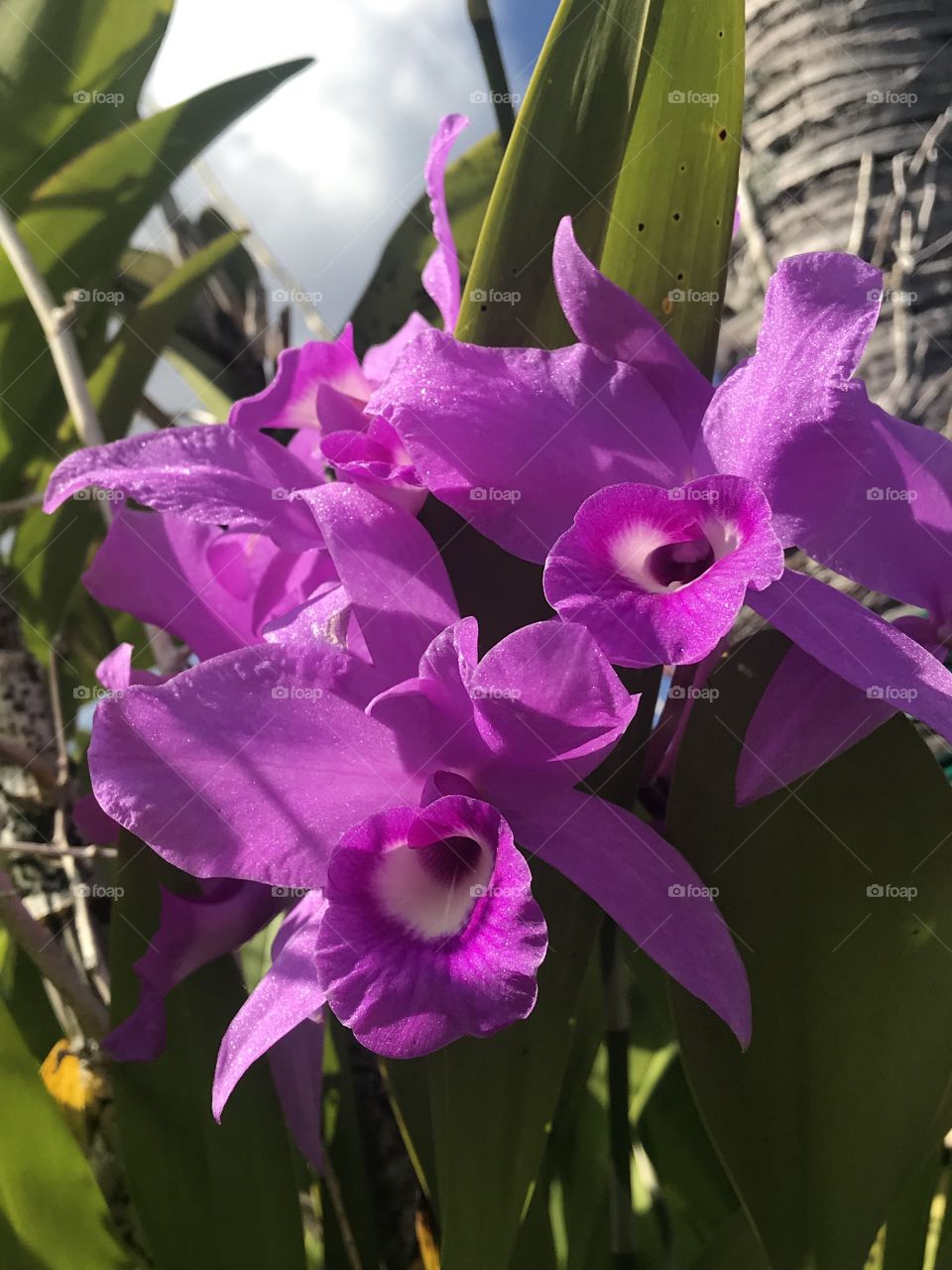 Orchid plants home decor lawn outdoor garden 