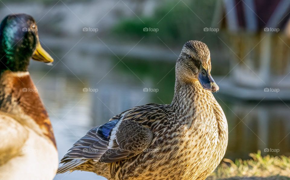 A wild duck 