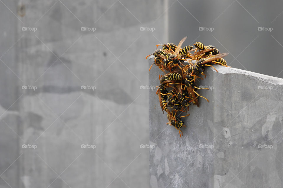 Group of European paper wasps on metal pole - getingar samlade på metall stolpe 