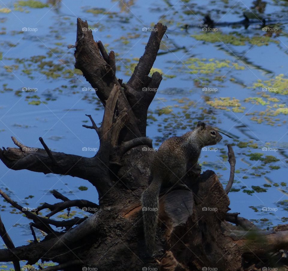 Squirrel on perch over water