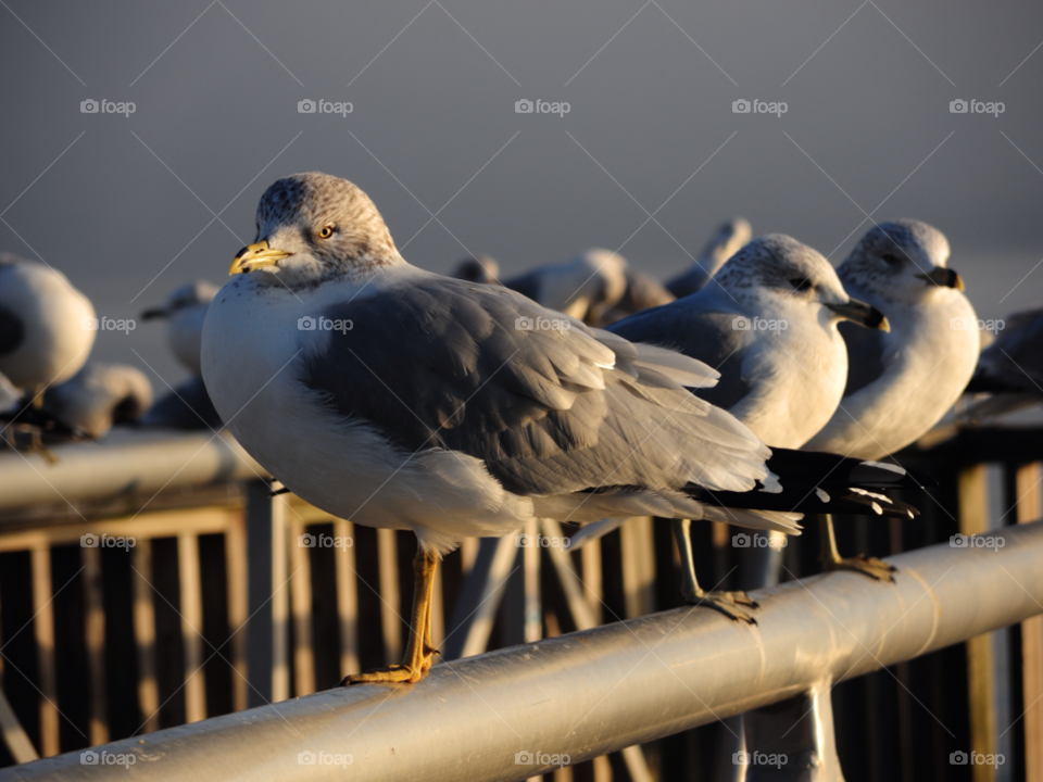 river sunrise seagulls hudson by delvec