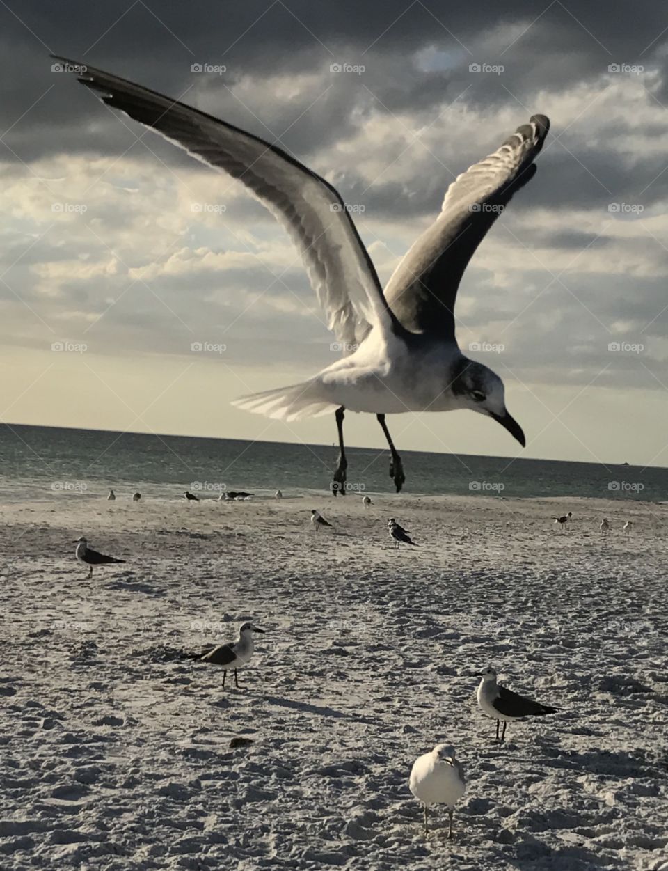 Seagull Trying To Land On The Beach
