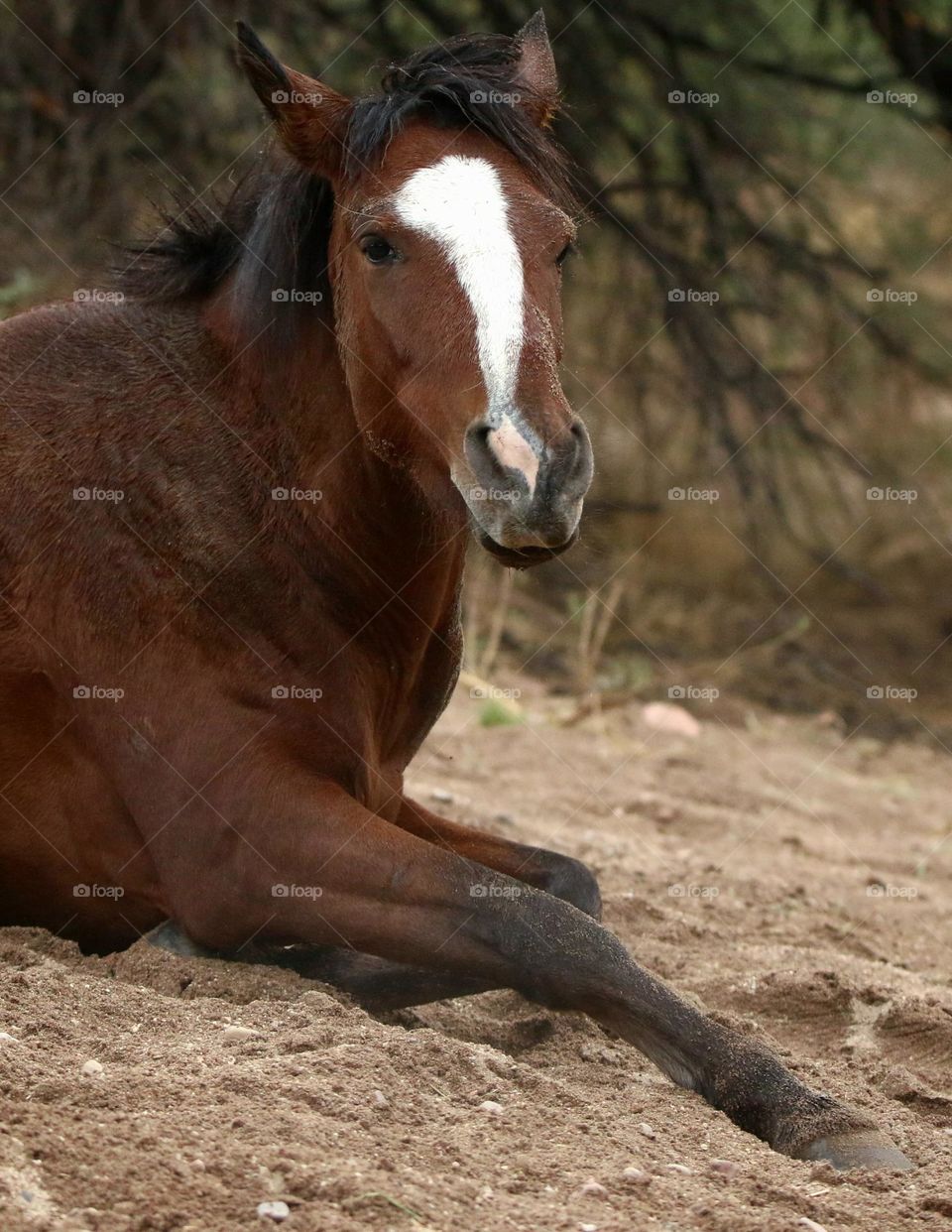 Wild Horse Lying in Wet Sand