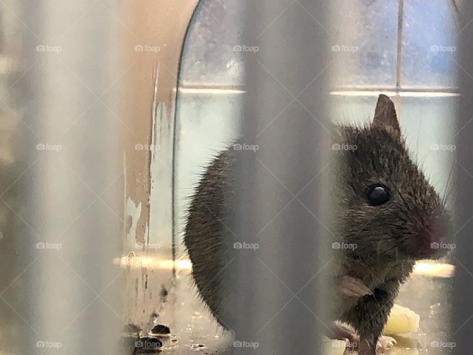 A rodent captured in a humane mouse trap