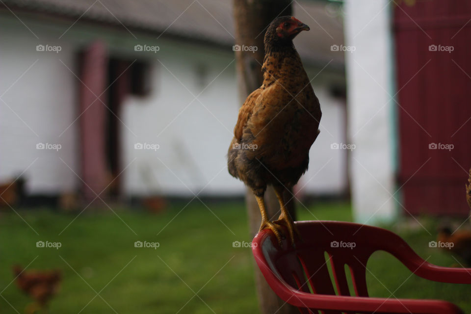 Chicken on the chair