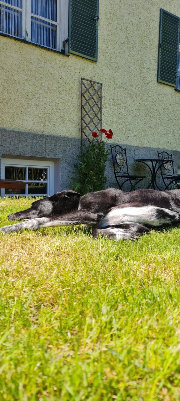 Hund