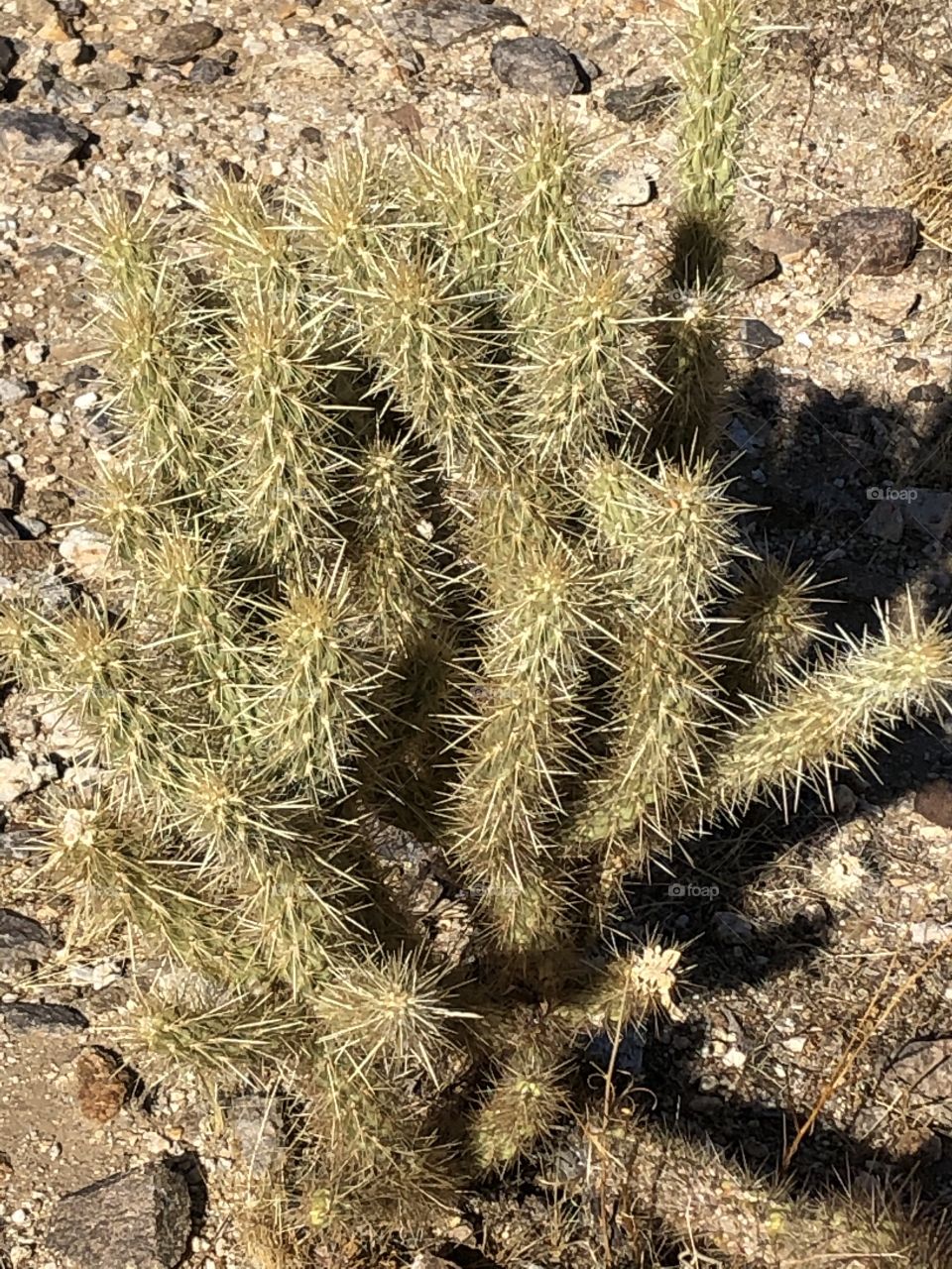 Chollas cacti 