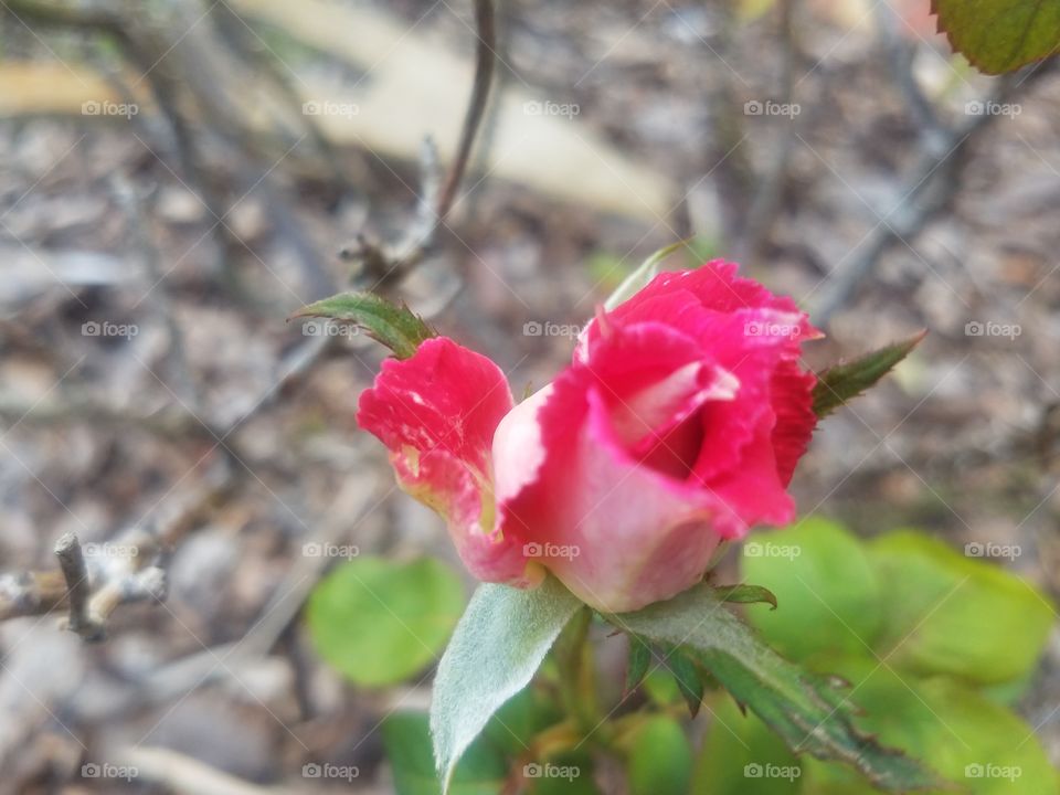 Budding Rose in Miniature