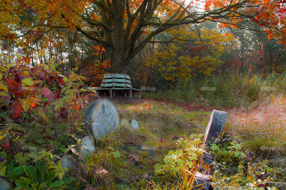 Autumn forest