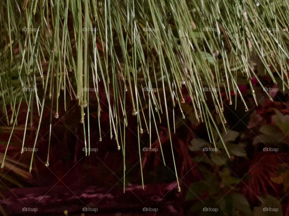 Rows of tree needles.
