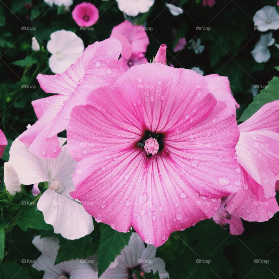 Garden flowers