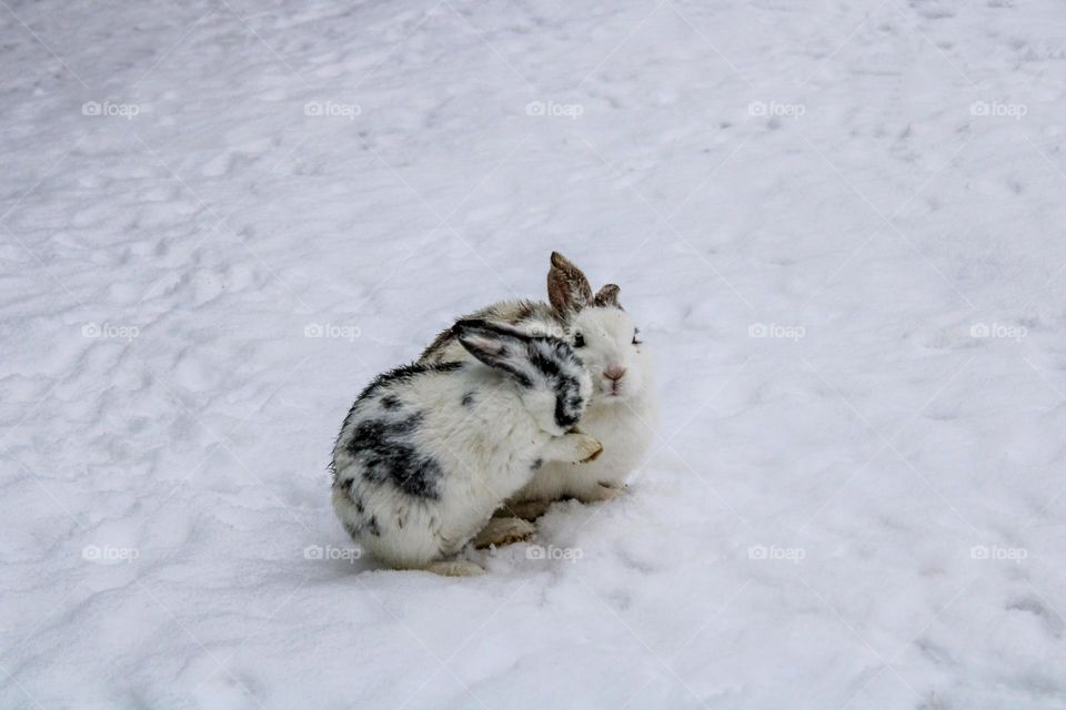 зима, снег, природа, животные, кролики, заяц, winter, snow, nature, animals, rabbits, hare
