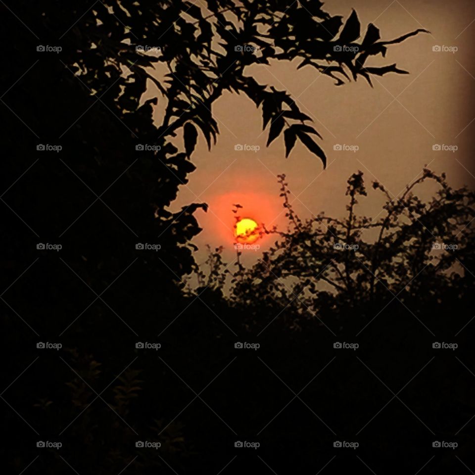 Burning through the trees. 