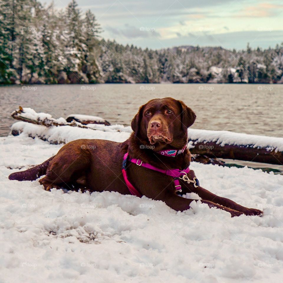 Chocolate lab poses on a snow-covered beach -  lake and forest backdrop 