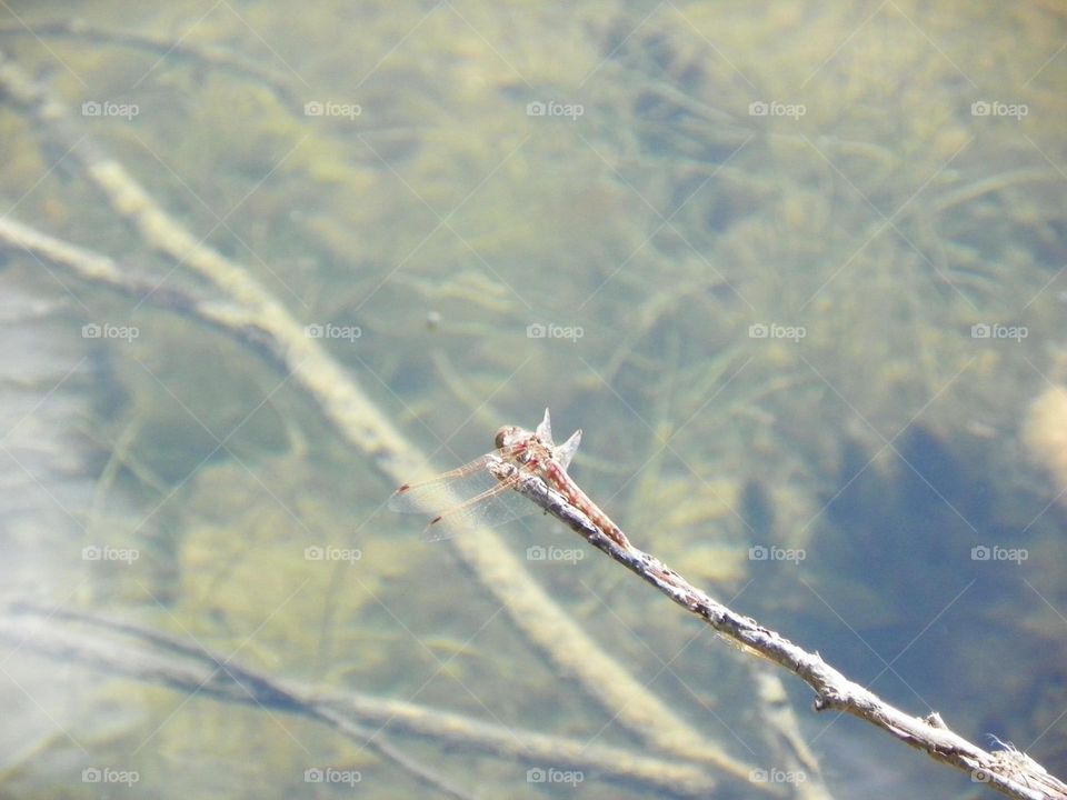 A brown dragonfly camouflages itself on this brown twig over the small pond, probably looking at the other branch under the clear water