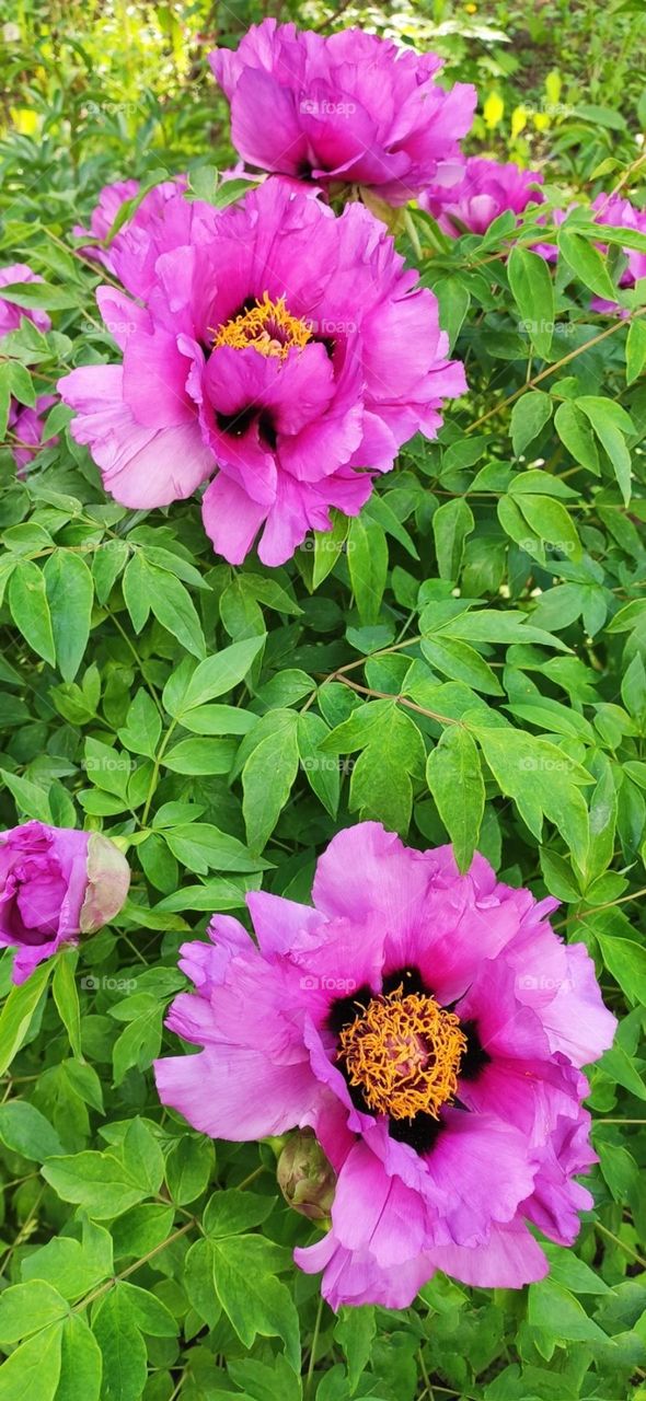 editors Choice photo on the week