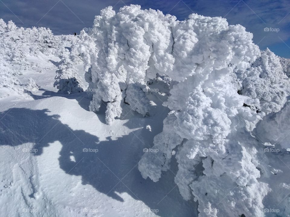 Ice covered mountain tree