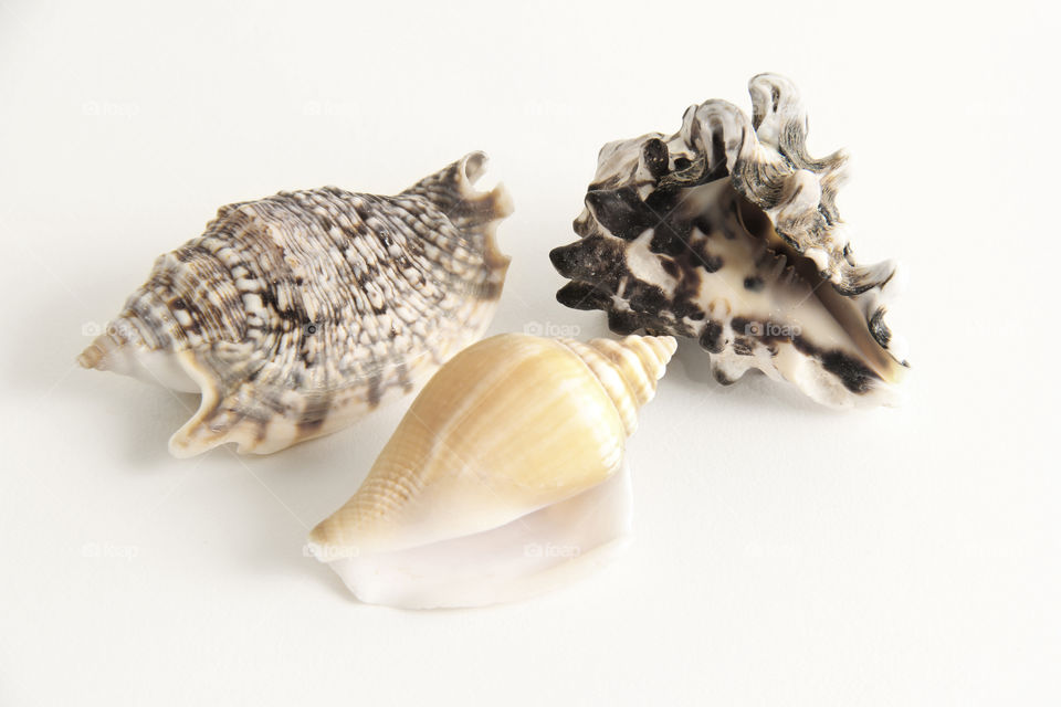 Shells 