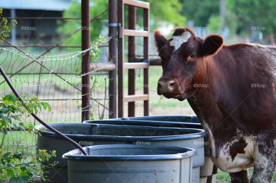 Shorthorn cow at the water trough. 