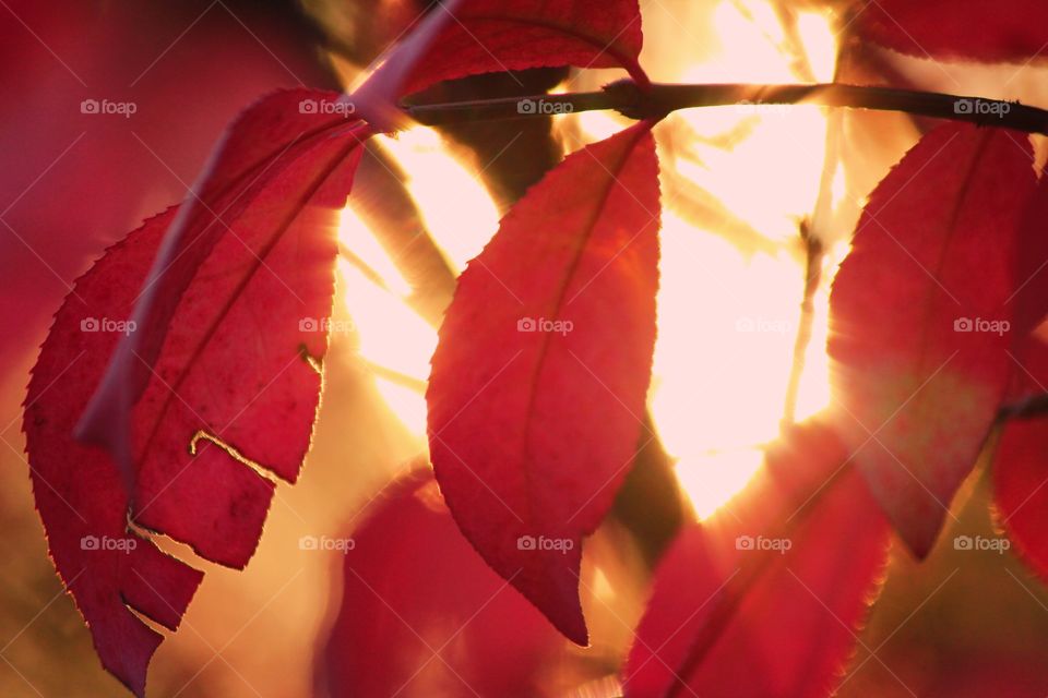 Golden hour red leaves - Color Red Mission