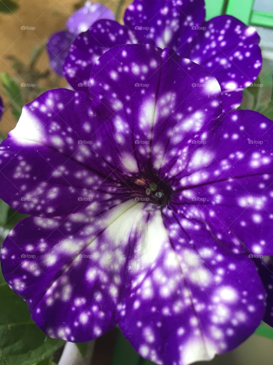 Close-up of violet flower