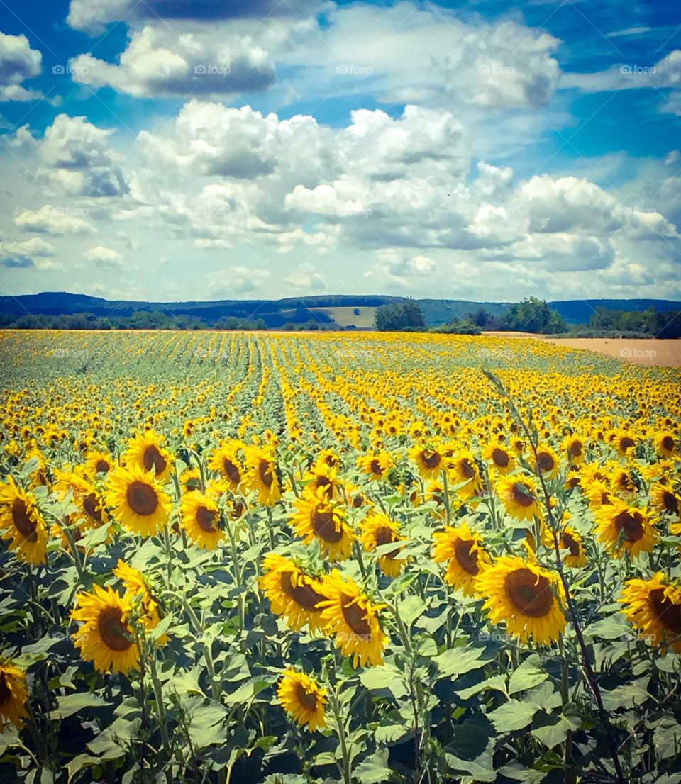 Sunflowers Field 