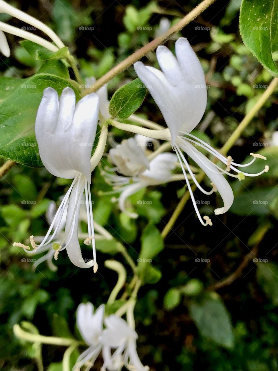 Delicate, unique flowers blooming on a tree on the main road to  the ranch