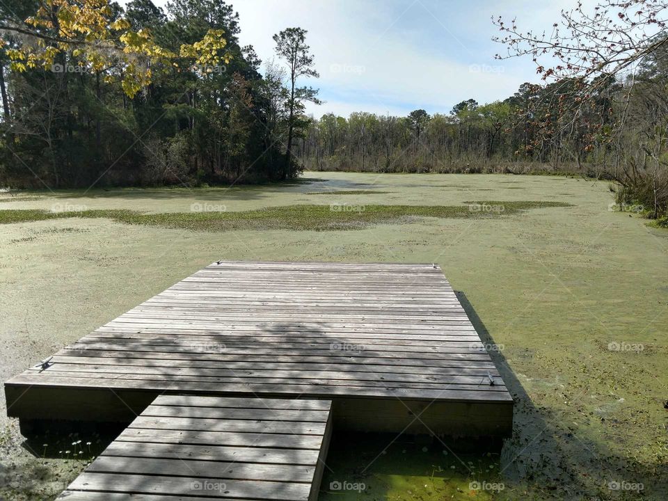 a Charleston County Park Pond