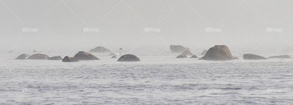 Birds in the mist