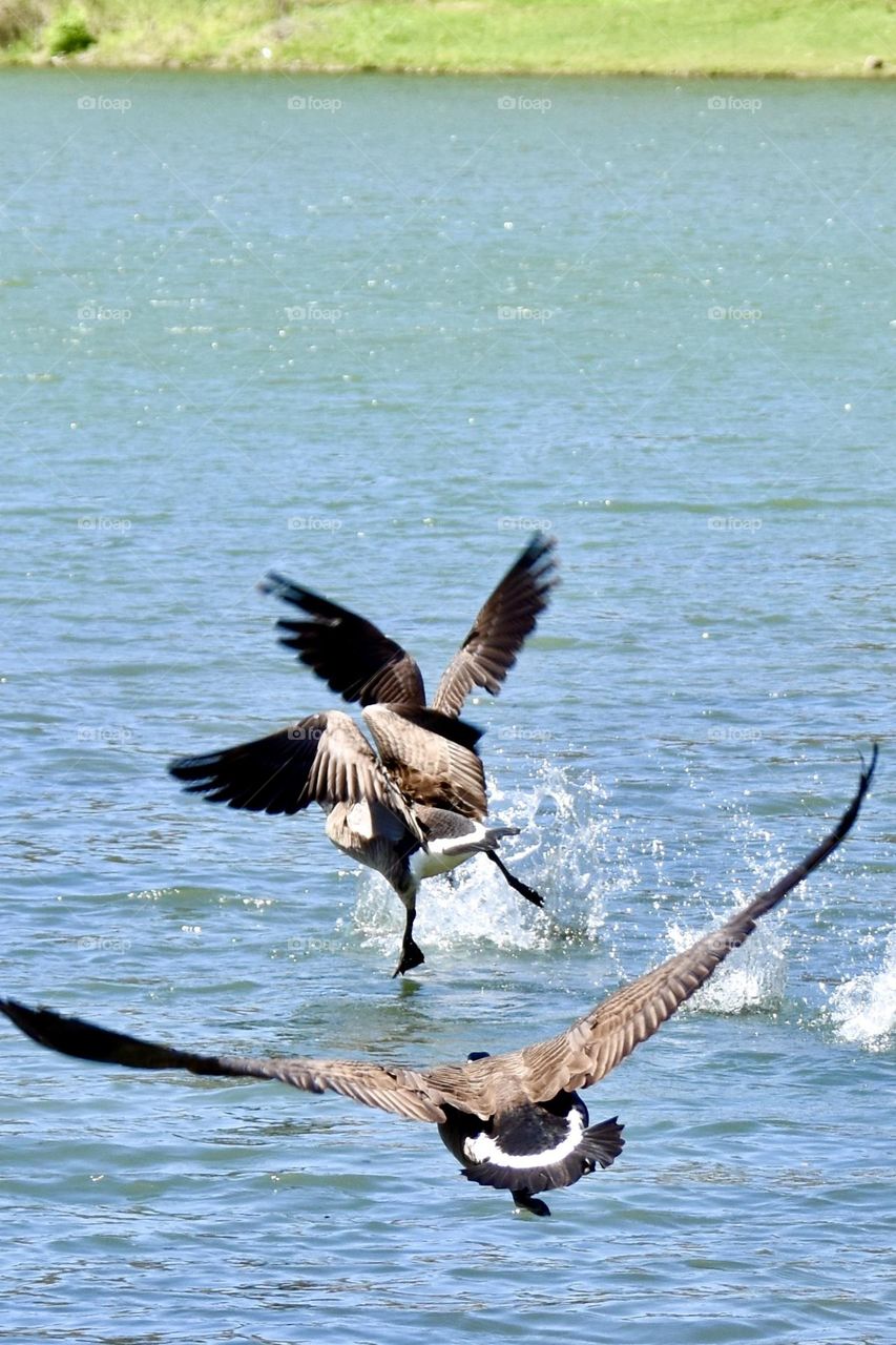 Two geese chasing each on thee onto the water