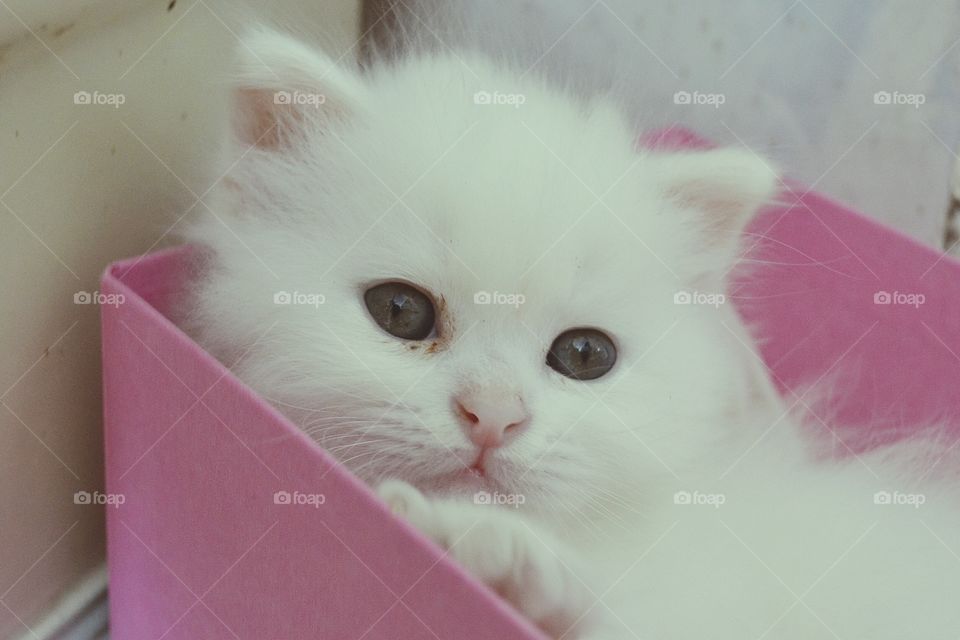 white persian kitter