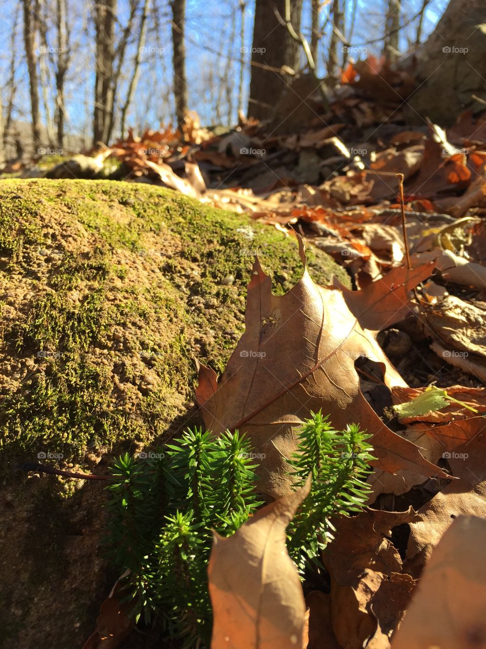 Tiny Tree. New life springs in the Fall ;)