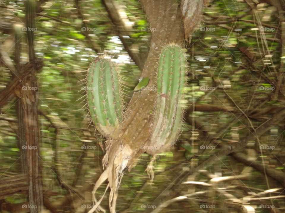 Cactus