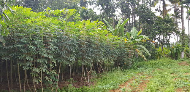 plant