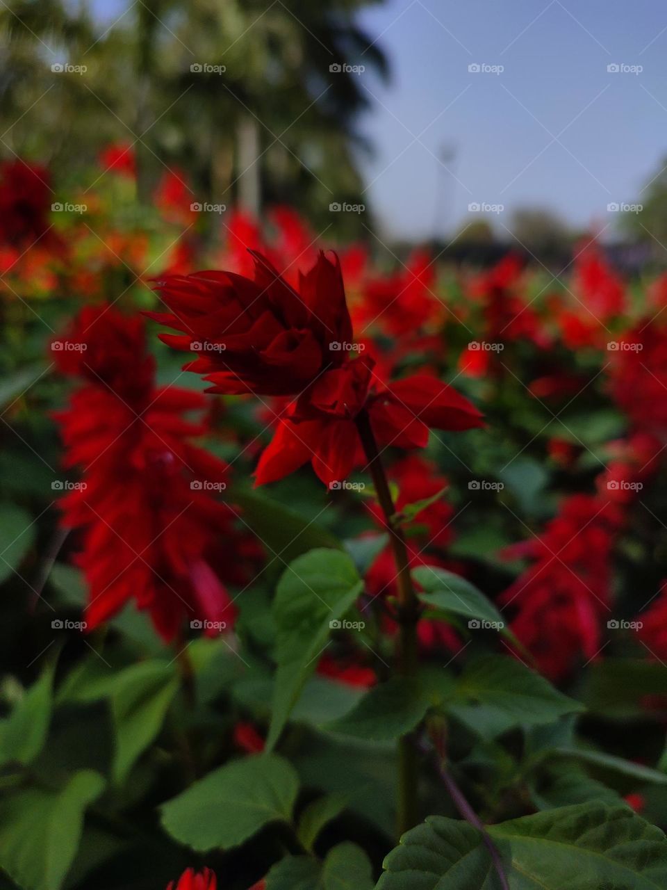 reddish flowers