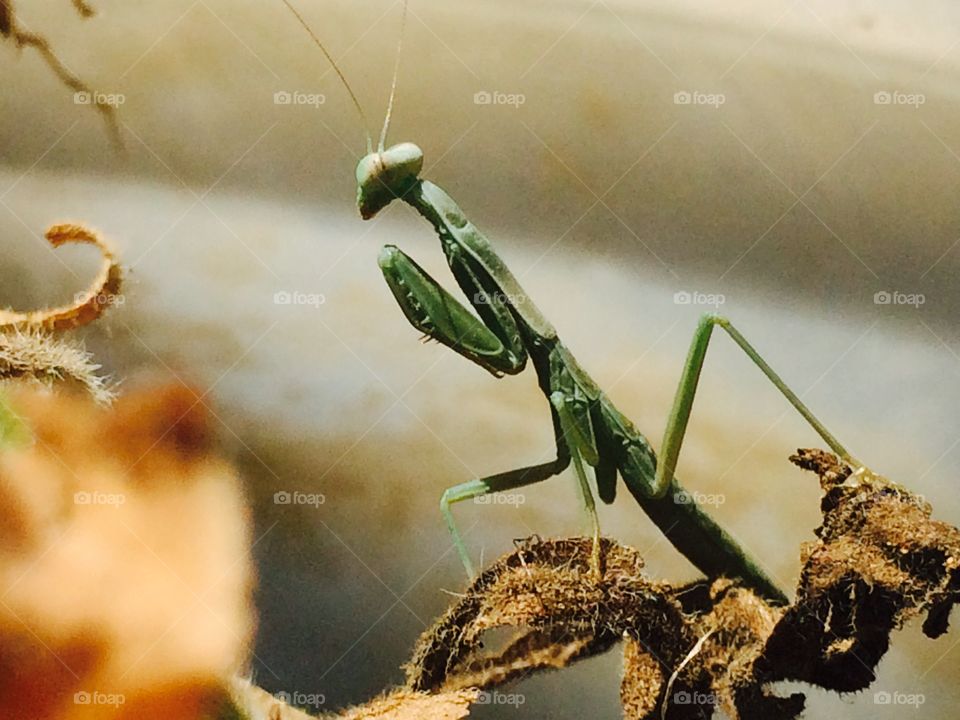 Praying mantis 