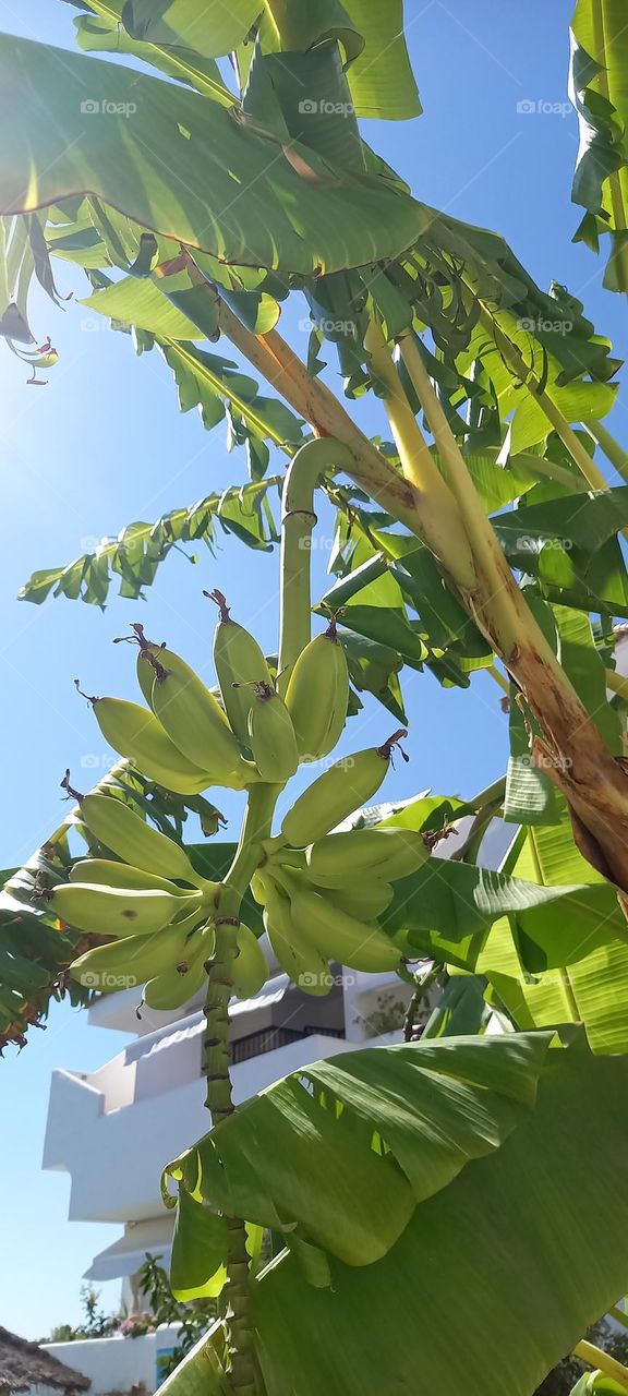 plátanos en palmera