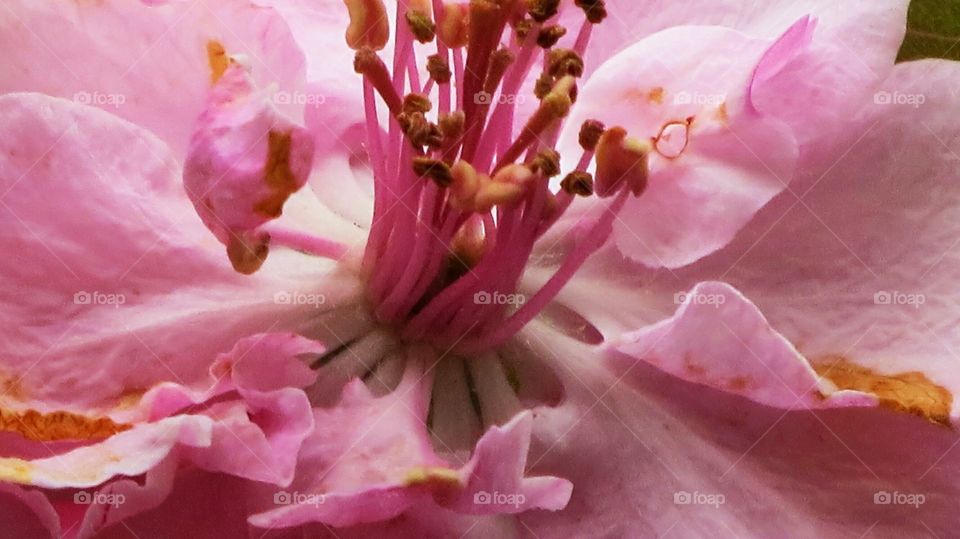 Crabapple Flower