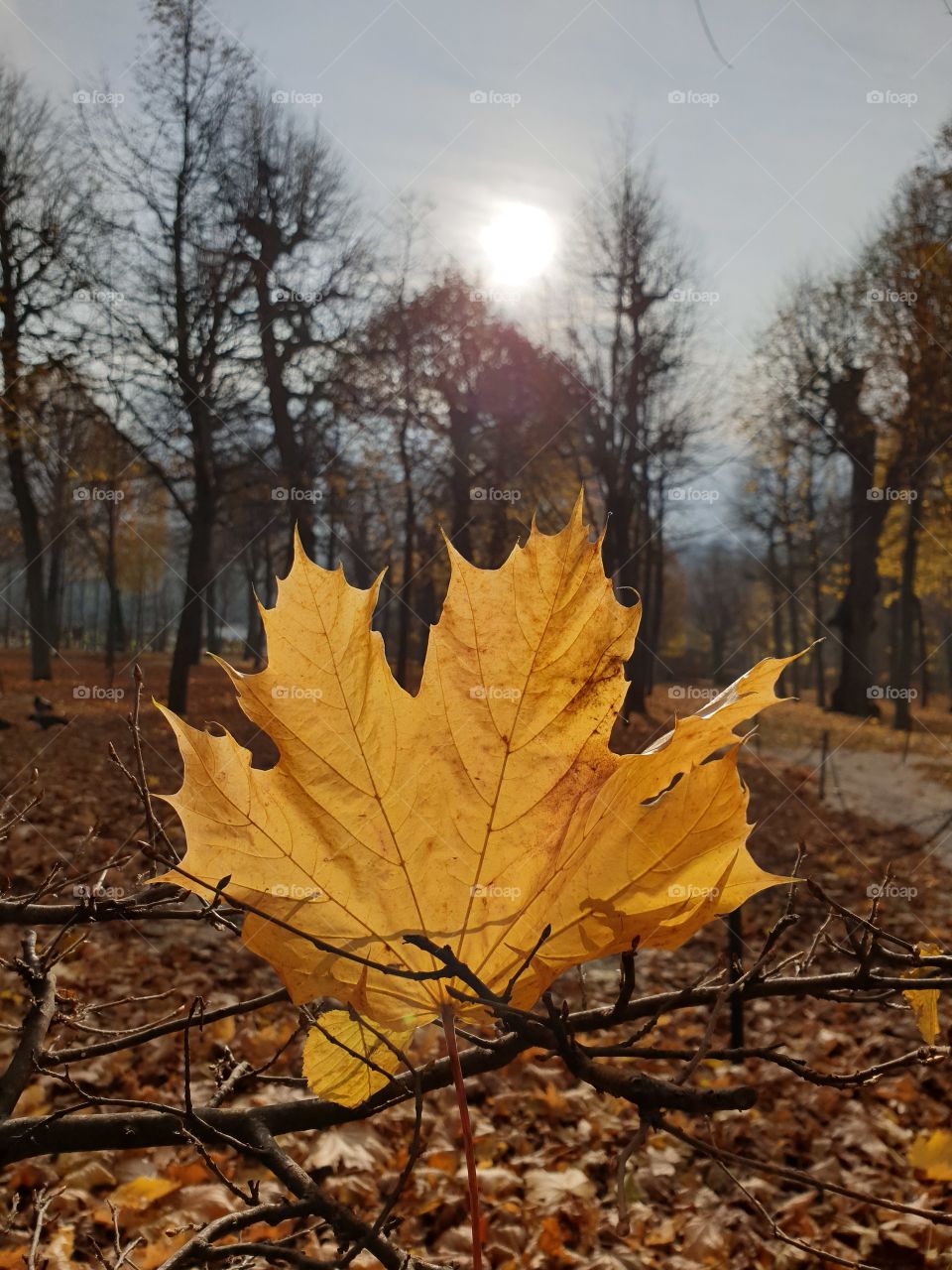 We are all Some Random leafs trying to fit into The big forest.