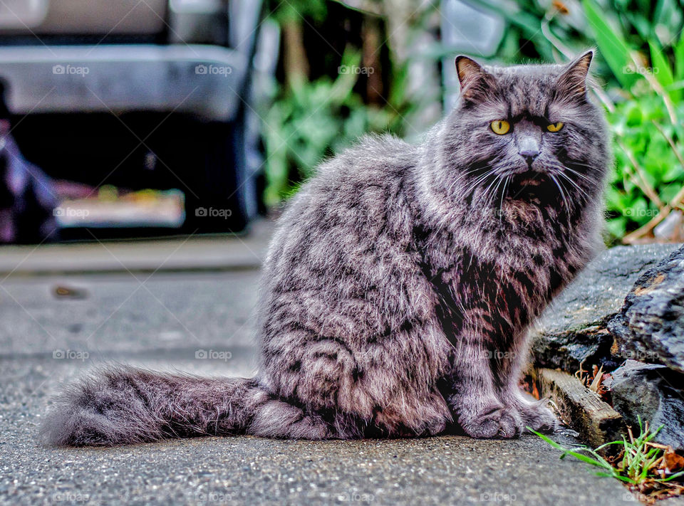Portrait of a cat sitting on road