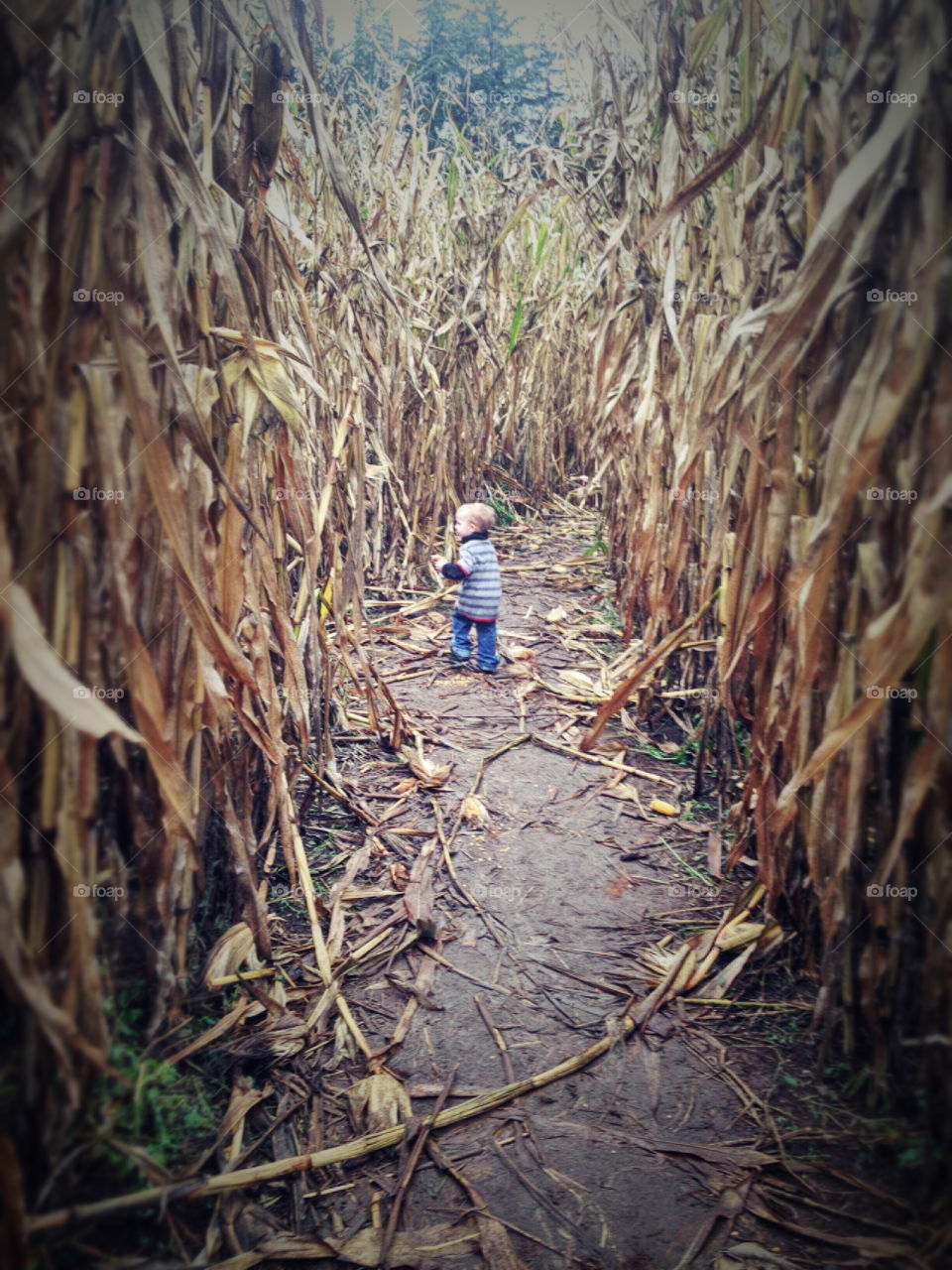 Corn maze trails